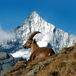 WEISSHORN, ZINALROTHORN